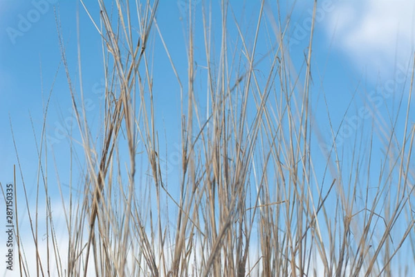 Obraz Vertical line hay on sky background