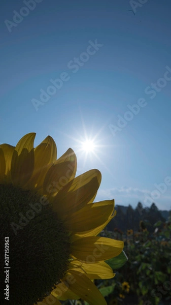 Obraz 夏のひまわりと太陽