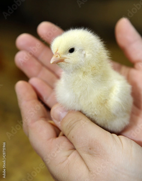 Obraz Batuffolo di piume