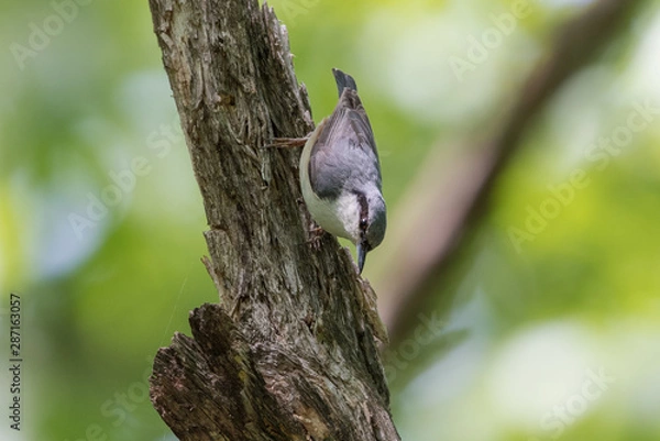 Fototapeta 日本の野鳥