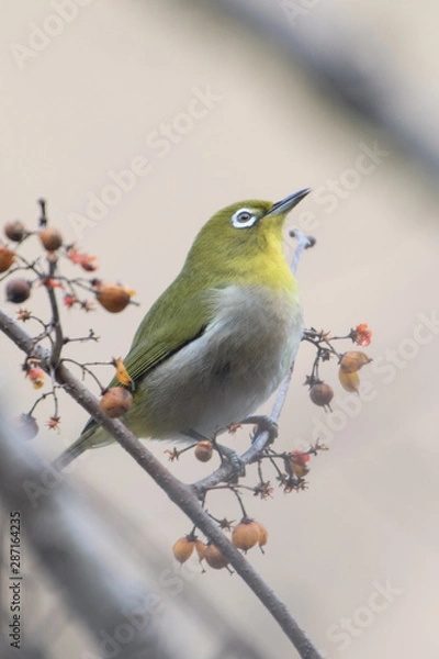 Fototapeta 日本の野鳥