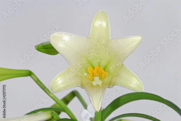 Obraz easter lily