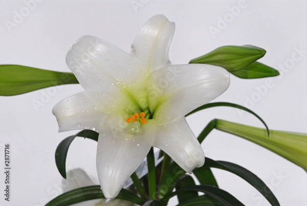 Obraz easter lily