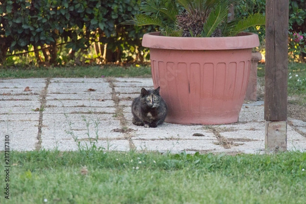 Fototapeta Three colored cat is sitting near pot.