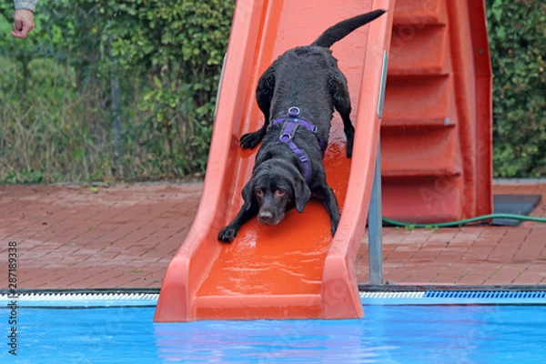 Obraz Hund im Freibad