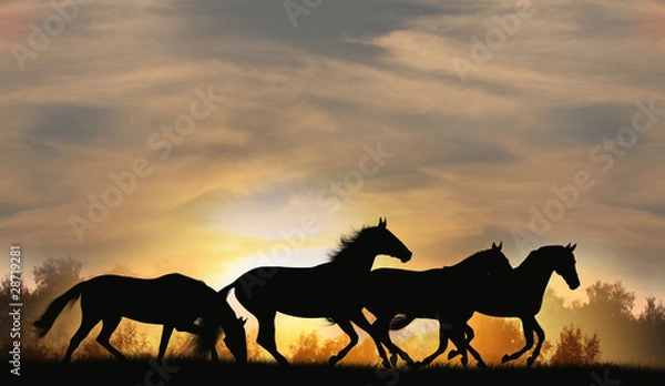 Fototapeta horses in sunset