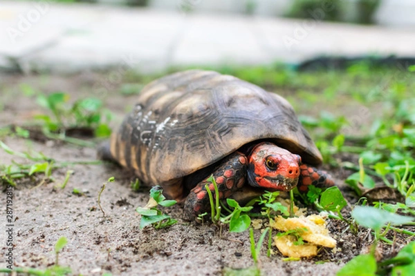 Fototapeta Cherry Head Red Footed Tortoise