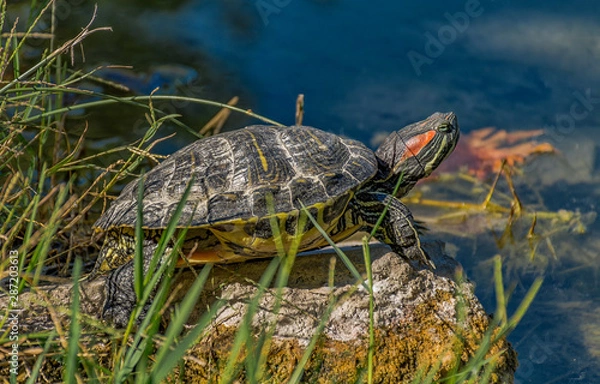 Obraz turtles in a pond