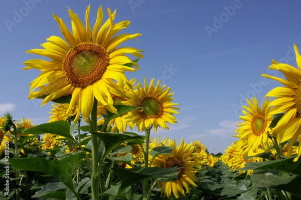 Obraz tournesols