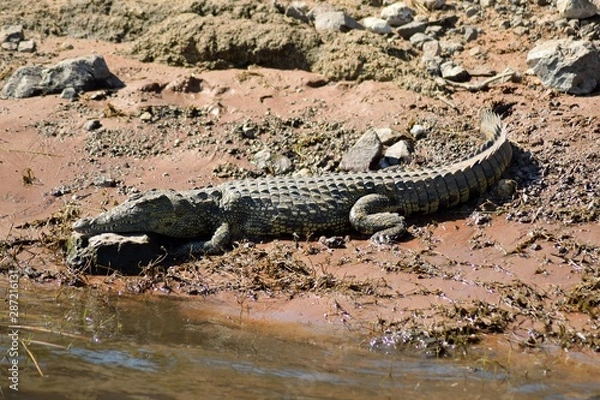 Obraz Krokodyl w Chobe
