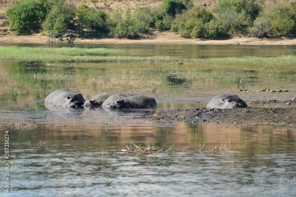 Obraz Stado hipopotamów w Chobe