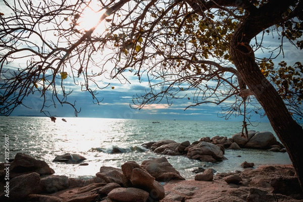 Obraz tree on the beach