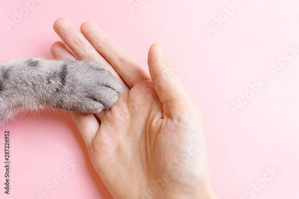 Fototapeta Gray striped cat's paw and human hand on a pink background. The concept of friendship of a man with a pet, caring for animals. Minimalism, feed on top, place for text.
