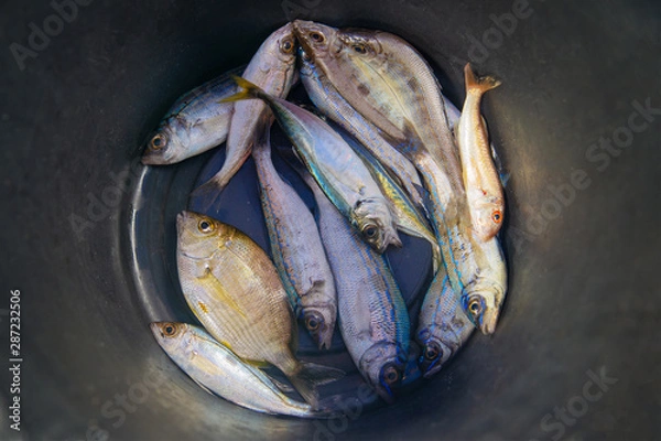 Fototapeta top view of a bucket of caught sea fish