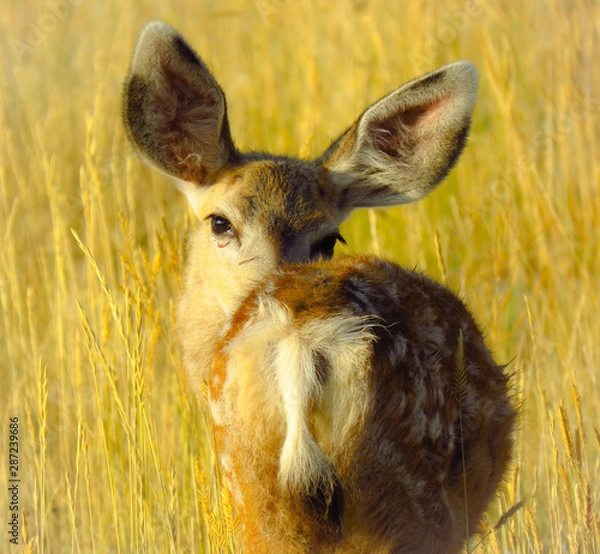 Obraz Muledeer Fawn