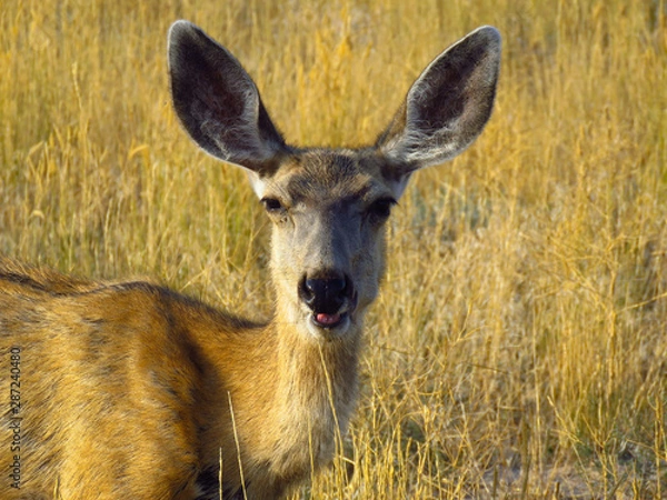 Obraz Female Muledeer