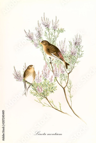 Obraz Couple of cute little birds on a thin pink flowered plant. Vintage hand colored botanical and faunistic illustration of Common Linnet (Linaria cannabina). By John Gould publ. In London 1862 - 1873