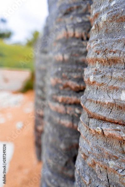 Obraz trees and sand