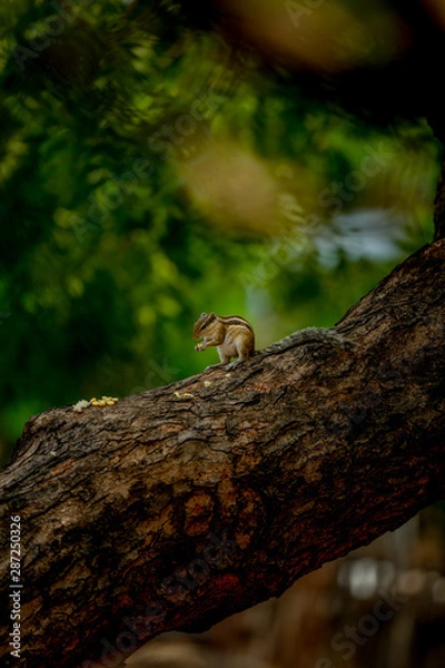 Obraz squirrel eating on a tree Very funny 