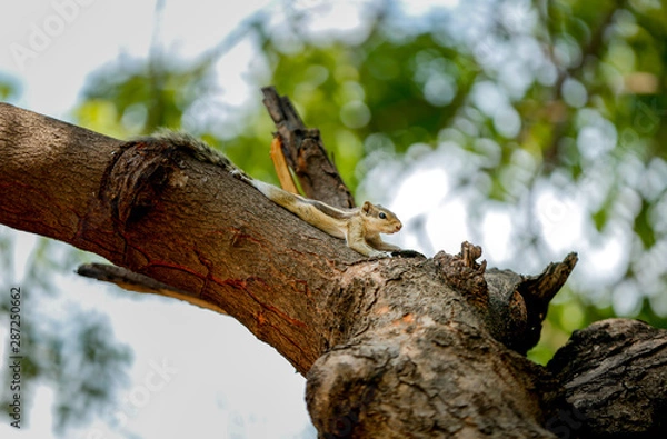 Obraz squirrel lizard on a tree Very funny 
