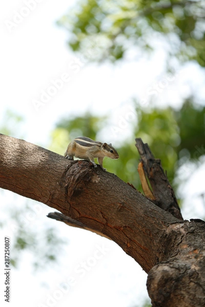 Obraz squirrel lizard on a tree