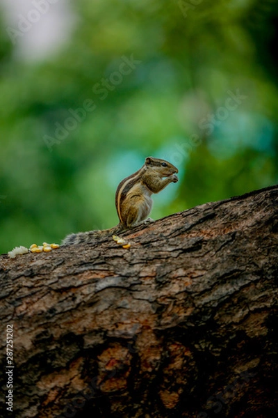 Obraz squirrel eating 