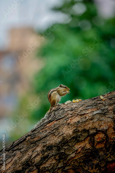 Obraz squirrel on a tree eating sweet corn 