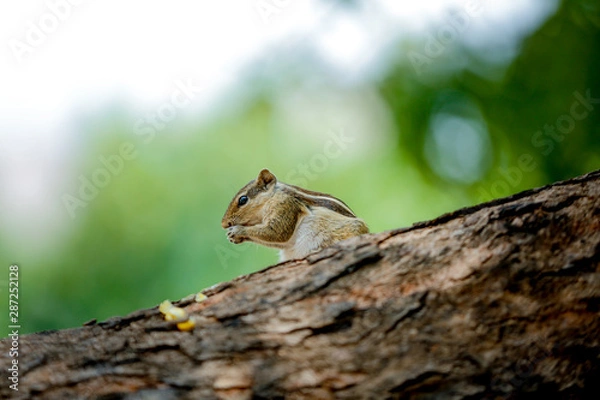 Obraz squirrel on a tree eating sweet corn 