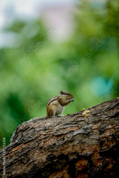Obraz squirrel on a tree