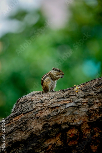 Obraz squirrel on a tree eating sweet corn 