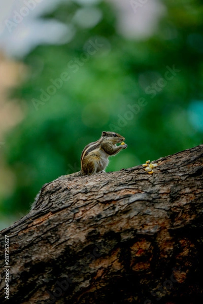 Obraz squirrel eating sweet corn  on a tree 