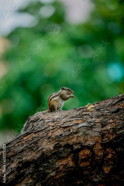 Obraz squirrel on a tree  feeding sweet corn 