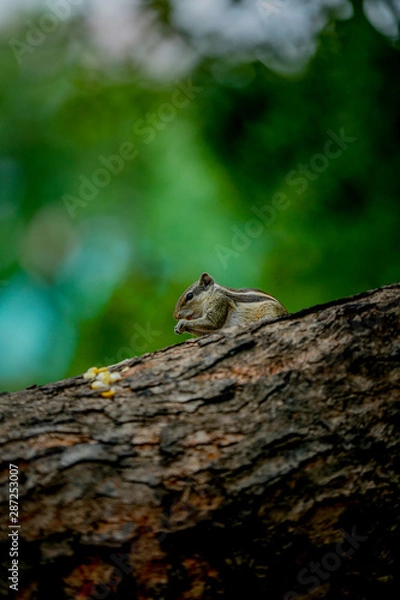 Obraz squirrel on a tree eating  