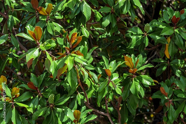 Fototapeta laurel tree leaf close up in botanical garden