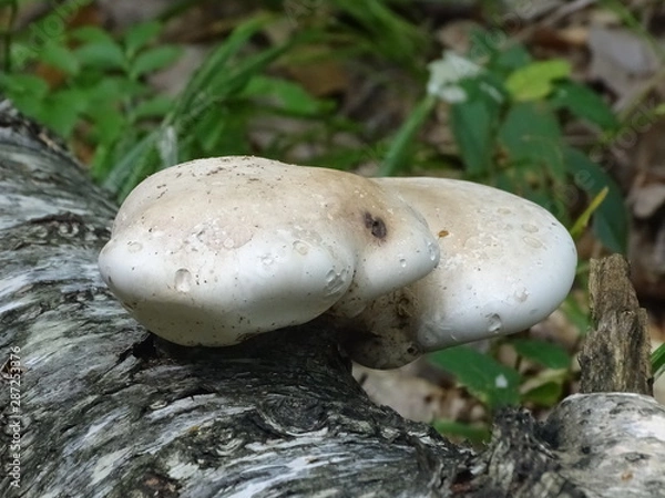 Obraz Grzyby nadrzewne