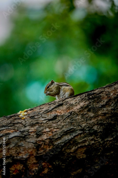 Obraz squirrel on tree eating sweet corn close up 