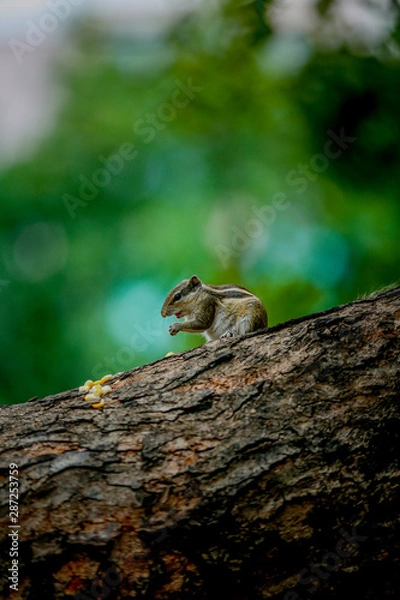 Obraz squirrel on a tree and  eating 