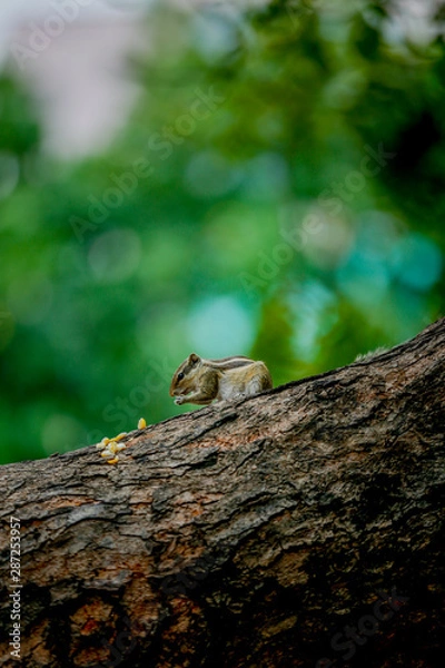 Obraz squirrel on tree