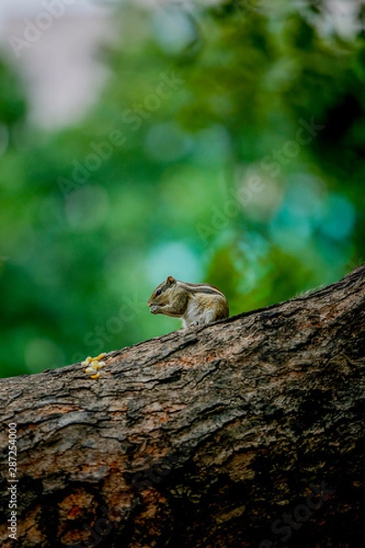 Obraz squirrel on tree