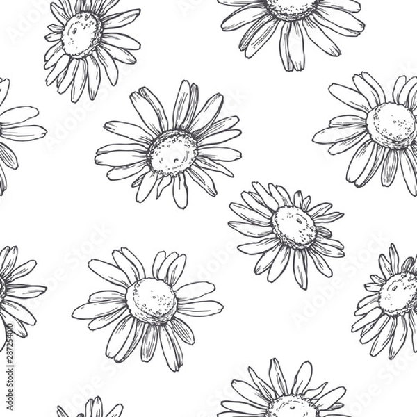 Fototapeta Vector seamless pattern with chamomile flowers in engraving style. Hand drawn botanical texture. Floral sketch