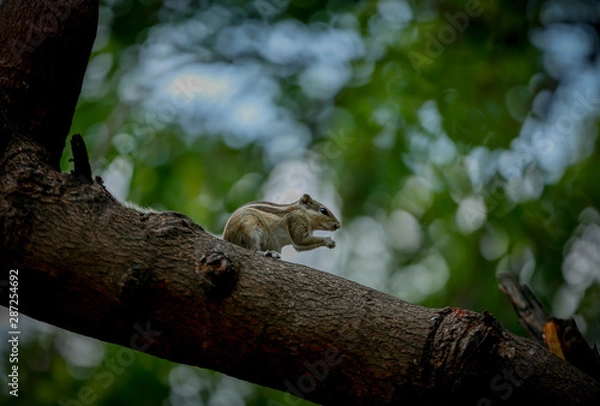 Obraz squirrel on a tree