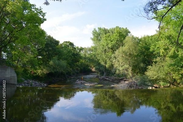 Obraz lake in forest