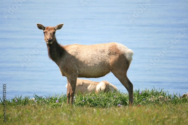 Obraz Tule Elk