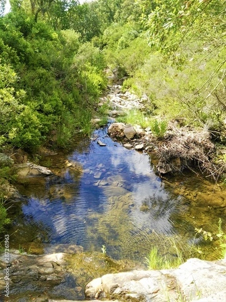 Fototapeta river in forest