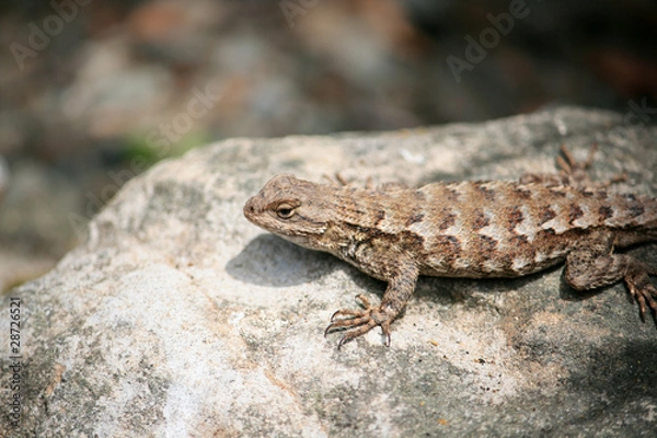 Obraz Western Fence Lizard