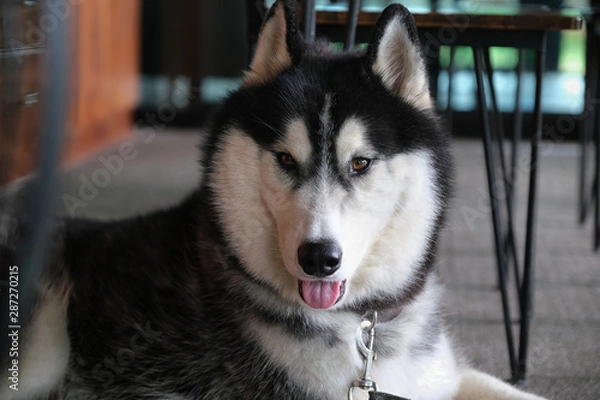 Fototapeta siberian husky is animals that are popular throughout the world.