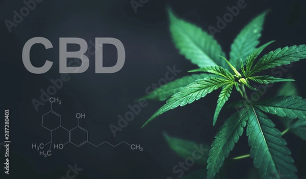 Fototapeta Liście marihuany o strukturze chemicznej CBD THC