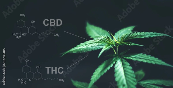 Fototapeta Marijuana leaves with cbd thc chemical structure