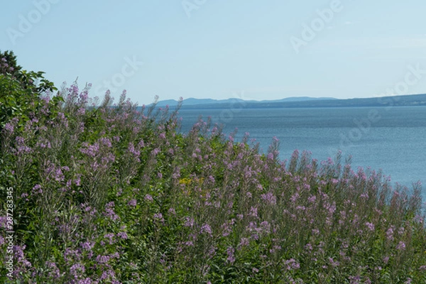 Obraz Les fleurs de mer