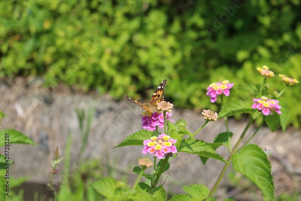 Fototapeta ランタナの花の蜜を吸うヒメアカタテハ